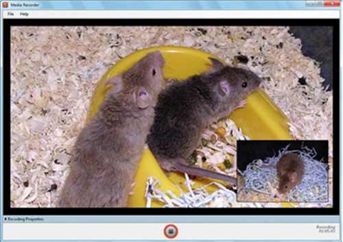 mice on video