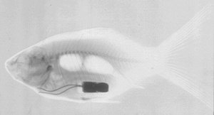 fishwith implant