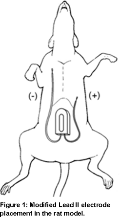 ECG Research diagram of swine 