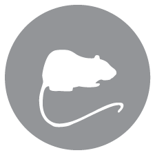 mouse model