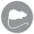 Rat model
