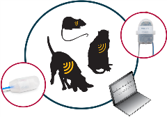 Continuous Glucose Telemetry glucose telemetry system, blood glucose, diabetes, blood sugar
