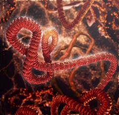 ebola virus, ebola virus disease