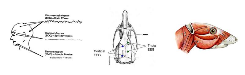 EEG human mouse rat