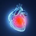 heart, cardiovascular