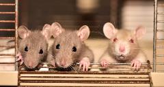 lab rats, rats, rat model, animal models