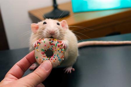 rat and doughnut