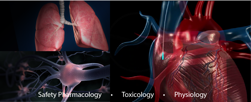 safety pharmacology, drug safety, safety pharm, core battery, toxicology