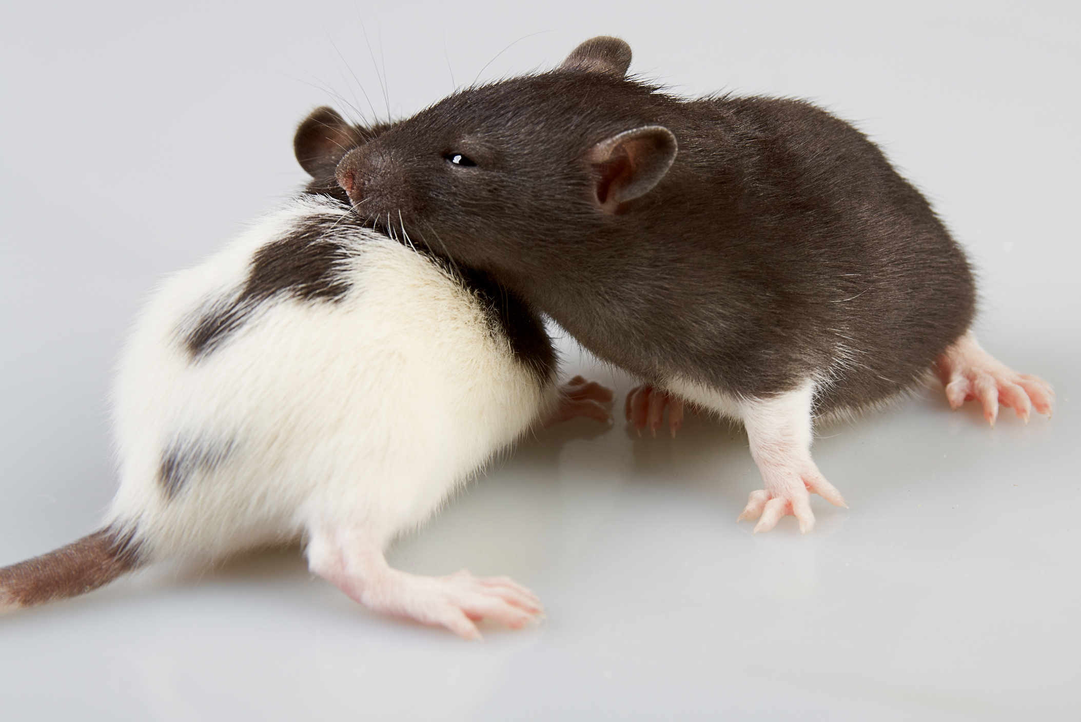 shutterstock_105708164