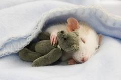 sleeping rat