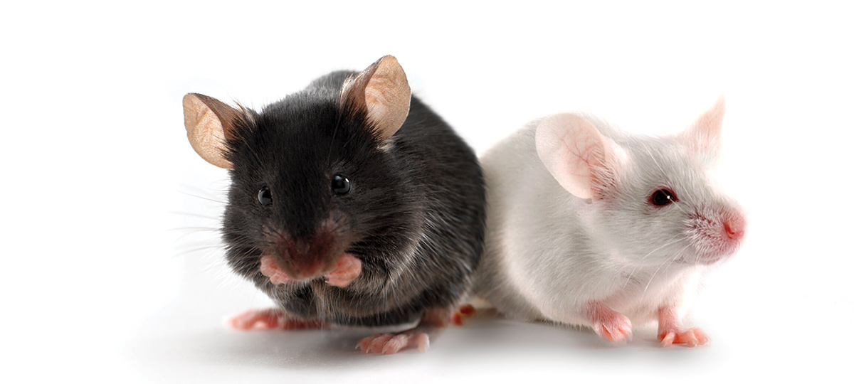 Transgenic-Mouse-Model