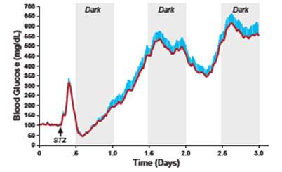 STZ Induction, T1DM, t1dm